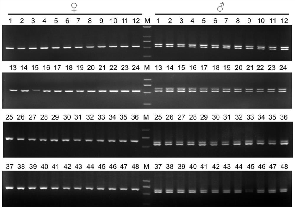 Southern catfish sex chromosome-specific molecular markers and genetic sex identification method based on the molecular markers and parthenogenesis method