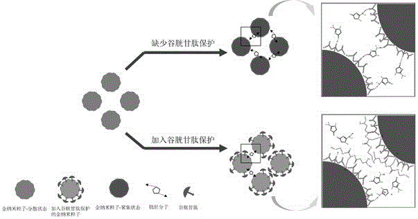 A gold nanoparticle biosensor for detecting serum creatinine and its preparation method