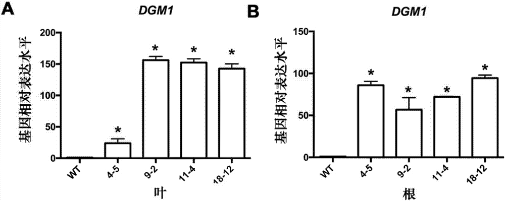 Application of DGM1 protein in improving generation capacity of plant root hairs