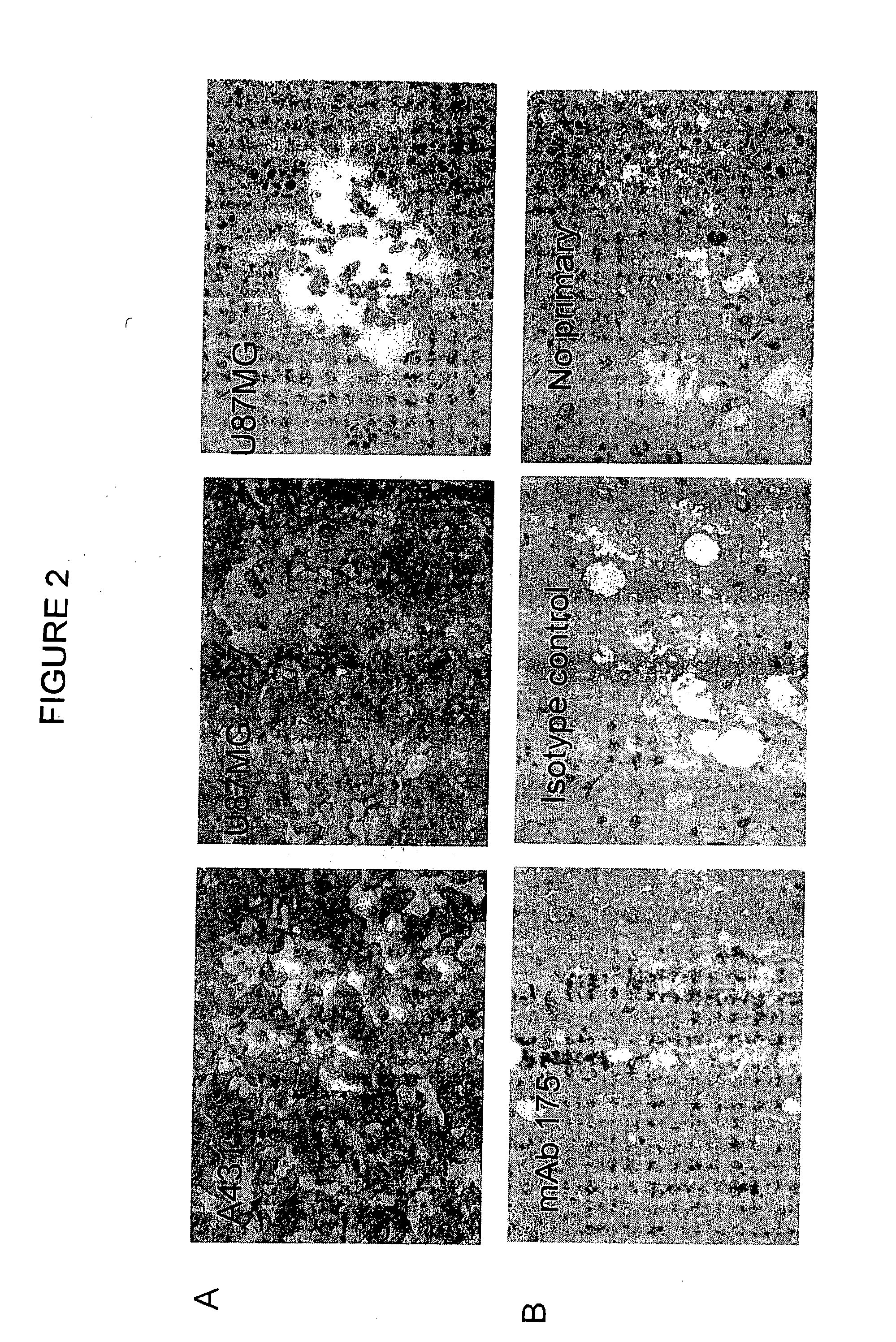 Monoclonal antibody 175 tageting the egf receptor and derivatives and uses thereof