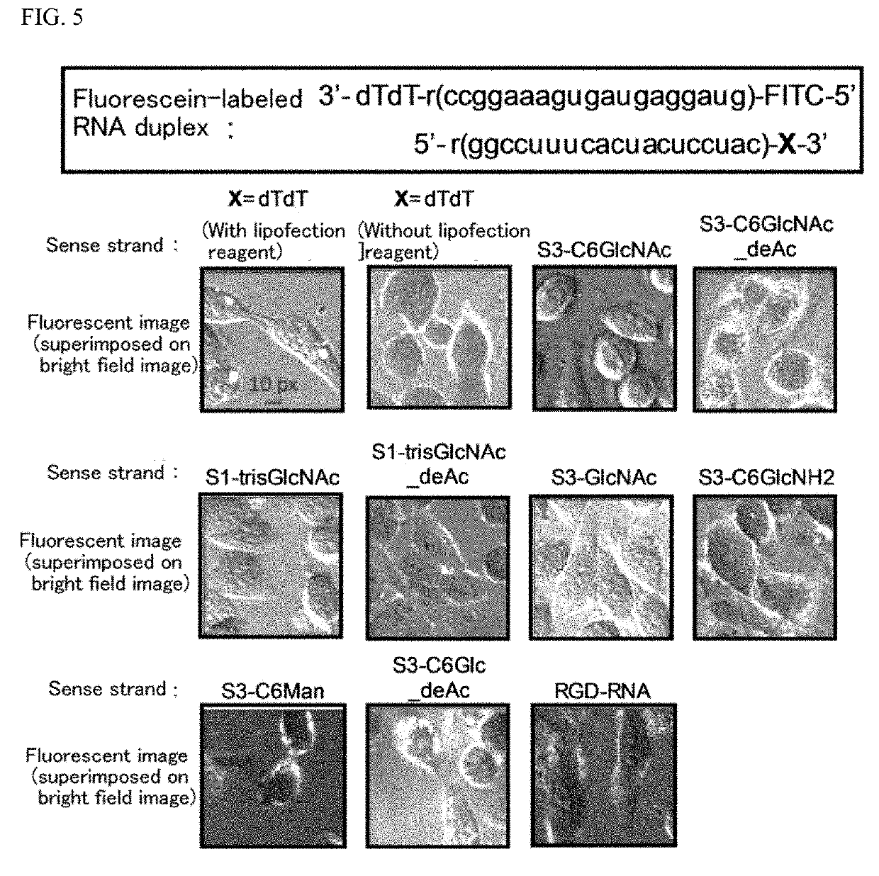 Oligonucleotide derivative, oligonucleotide construct using the same, and methods for producing them