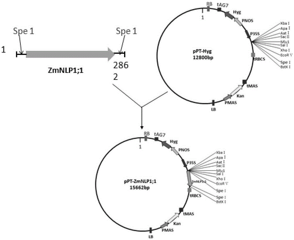 A new use of a maize-derived transcription factor and its coding gene