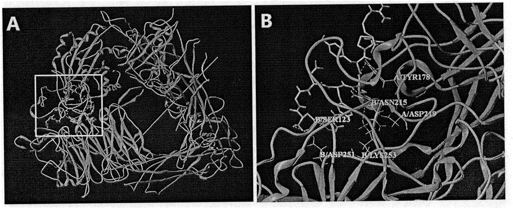 Angiogenesis agonist polypeptide and application