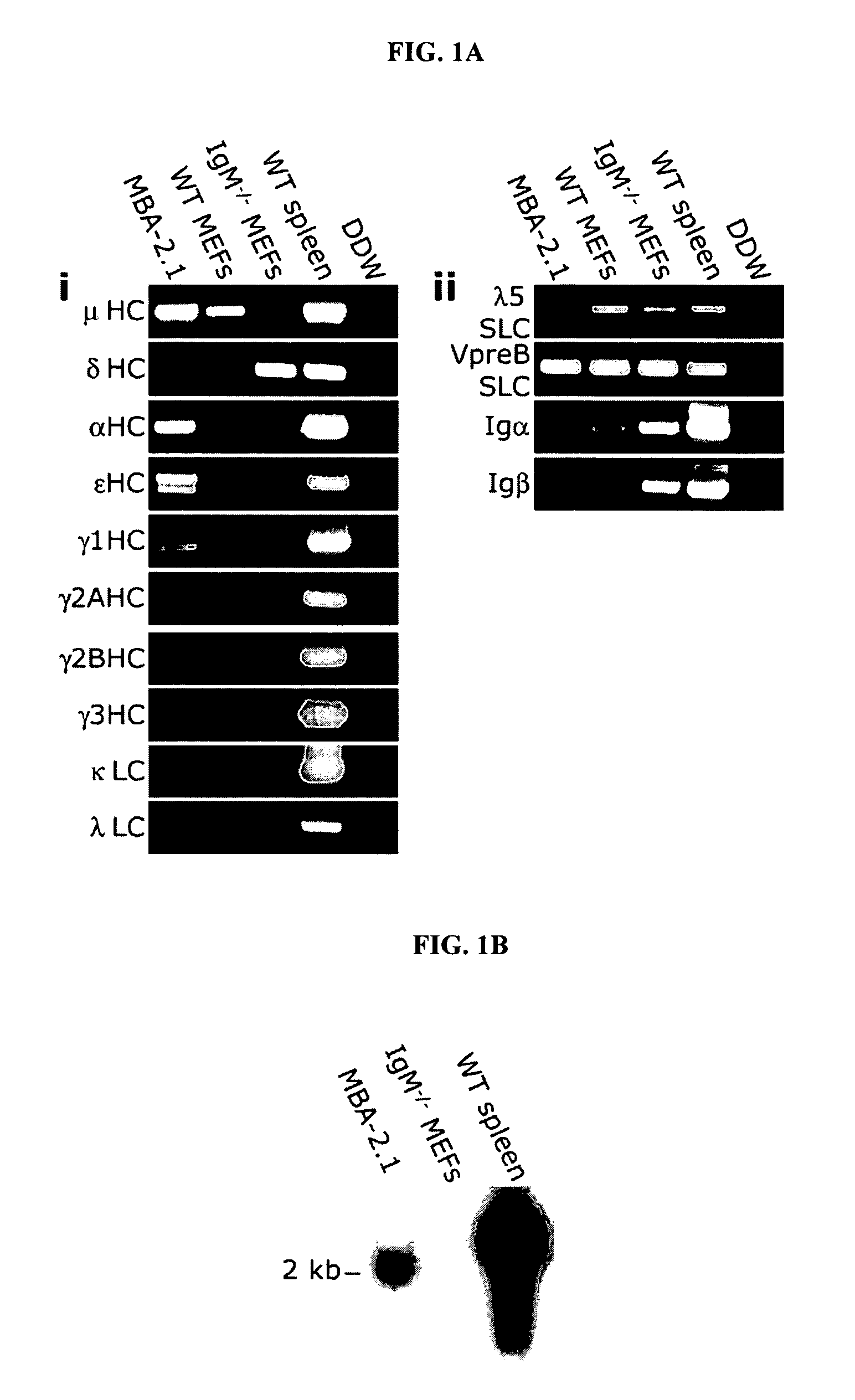 Immunoglobulin heavy chain variants expressed in mesenchymal cells and therapeutic uses thereof