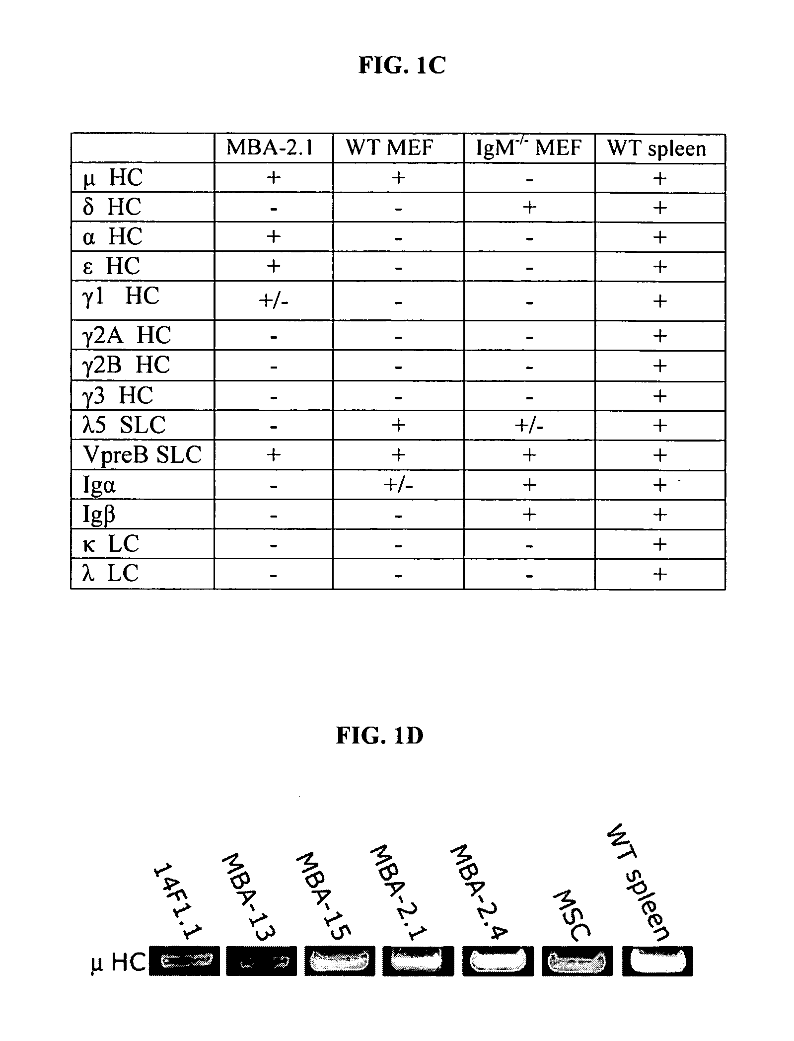 Immunoglobulin heavy chain variants expressed in mesenchymal cells and therapeutic uses thereof