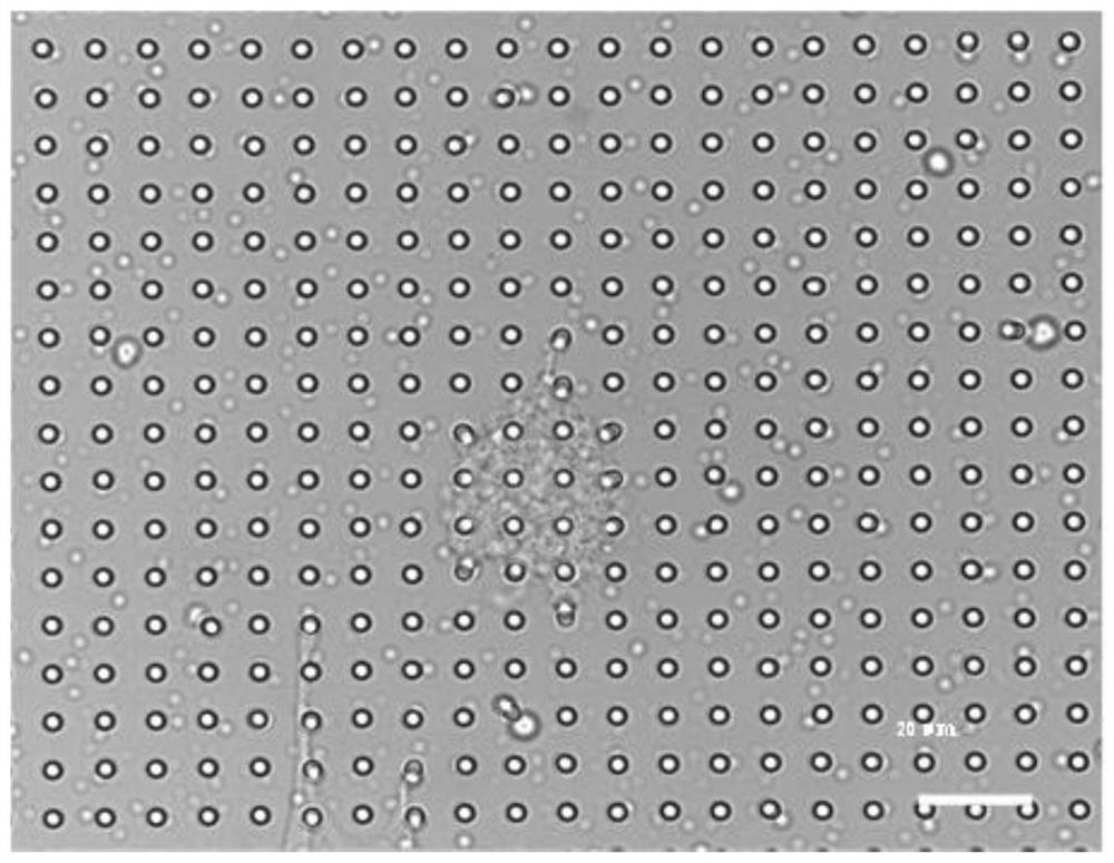 Cell traction measurement method and system based on Fourier transform, and medium