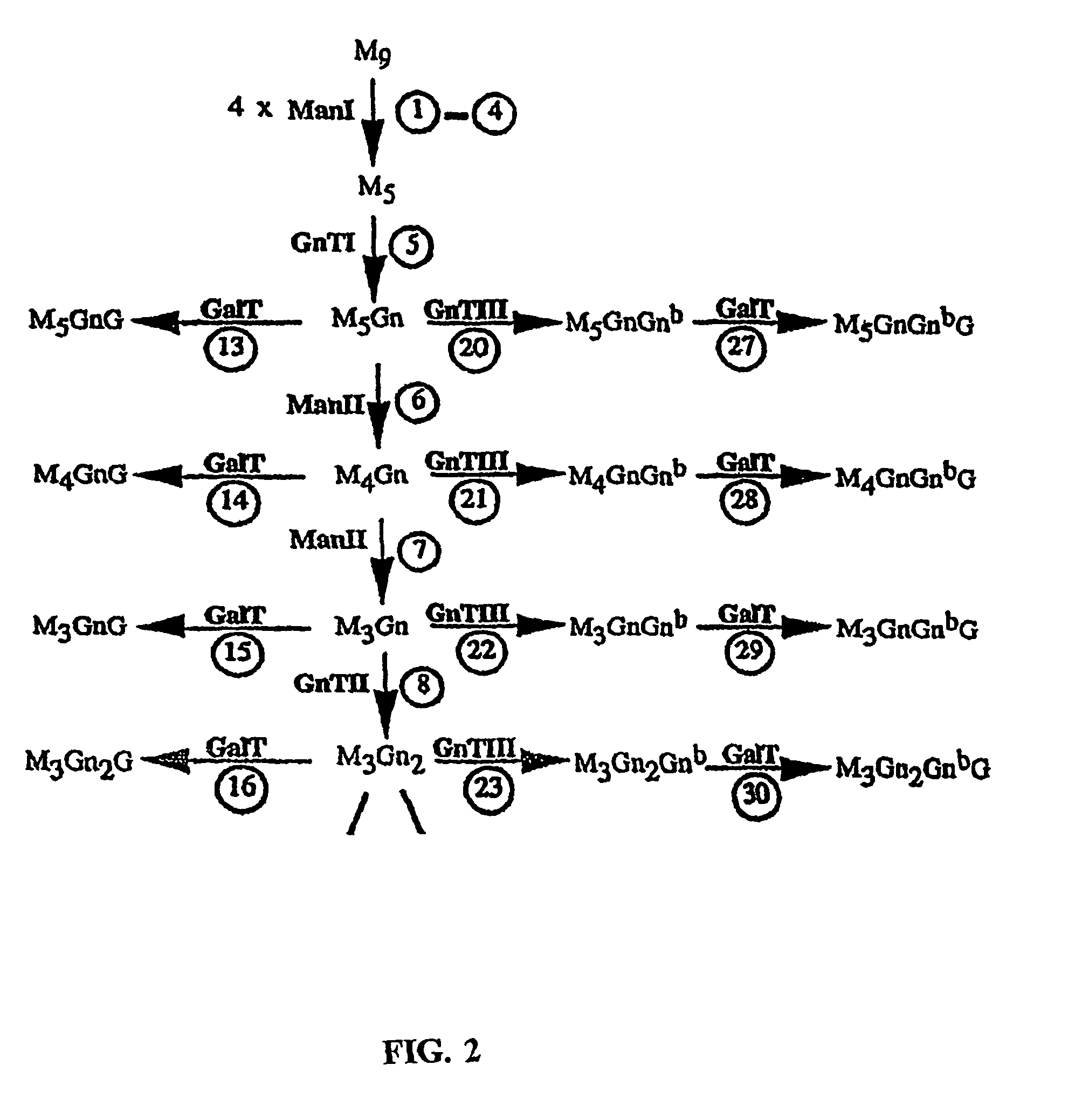 GnTIII expression in plants