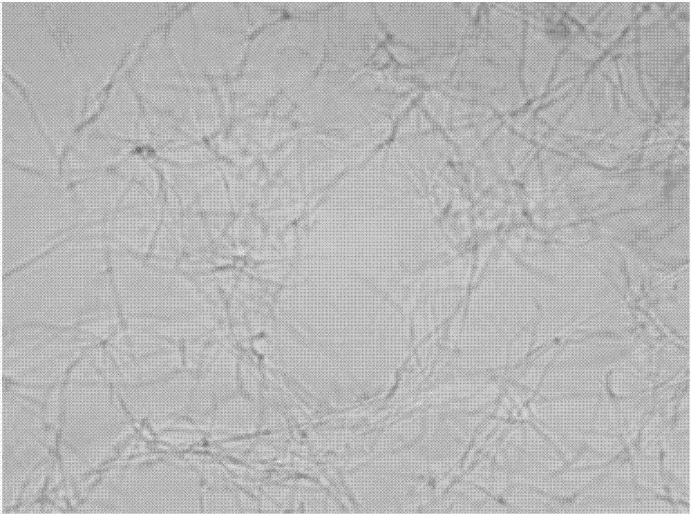 Application of benzothiazole substituted benzofuran quinoline derivative in preparation of medicament for resisting drug-resistance bacteria