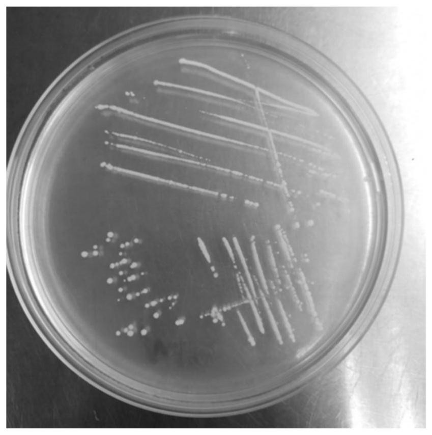 Lactobacillus helveticus and the application of Lactobacillus helveticus