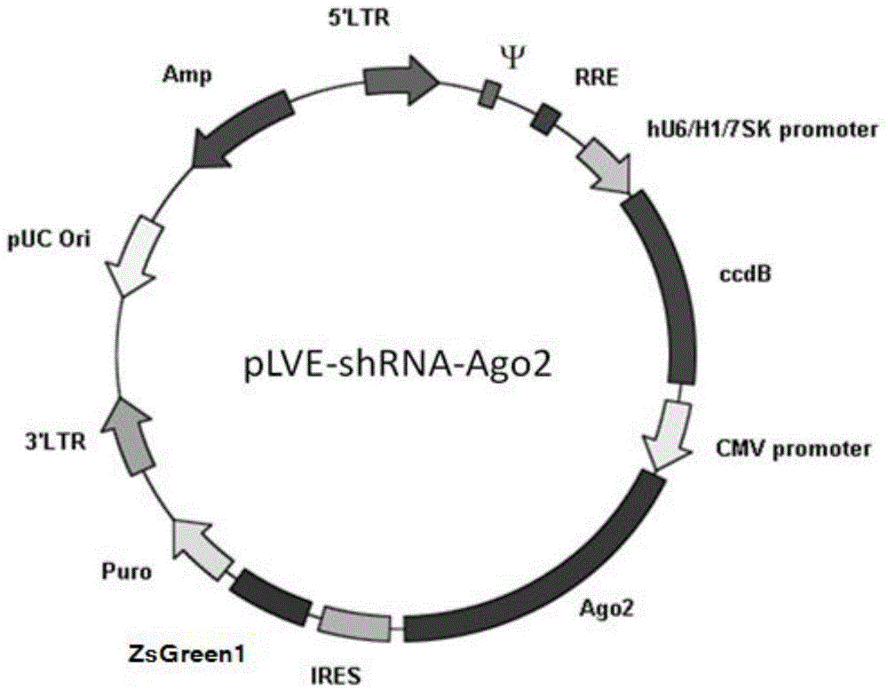 ShRNA-Ago2 coexpression lentivirus RNAi vector, recombinant plasmid and constructing method of recombinant plasmid