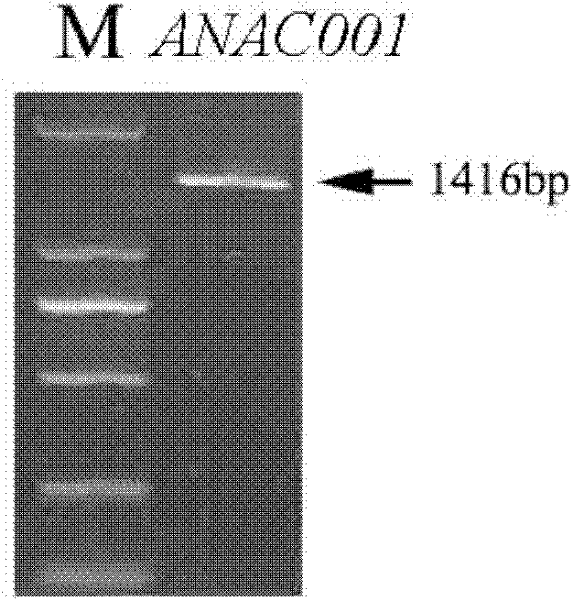 Plant resistance related protein ANAC001, its encoding gene and application thereof