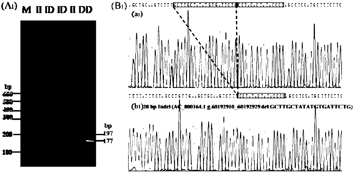 Detection method for 4 repeated deletion polymorphism sites of Chinese yellow cattle PPP2R2B gene and application of method