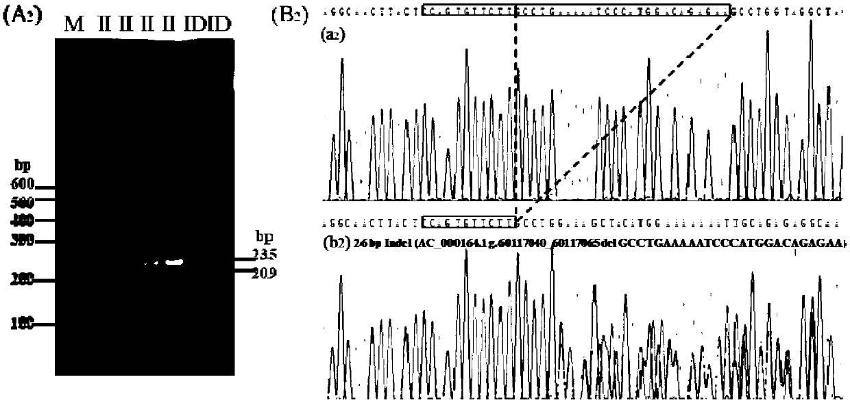 Detection method for 4 repeated deletion polymorphism sites of Chinese yellow cattle PPP2R2B gene and application of method