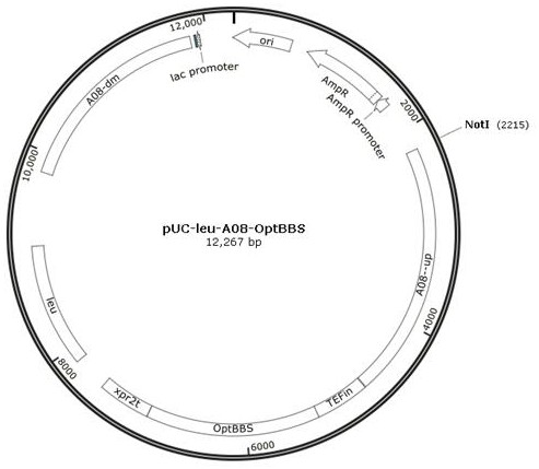 Recombinant Yarrowia lipolytica producing (-)-α-bisabolol and its construction method and application