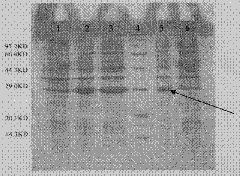 O-type foot-and-mouth disease multi-epitope vaccine with cross immunity protective efficiency