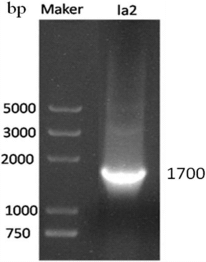 Protective antigen of avibacterium paragallinarum and expression and application of protective antigen