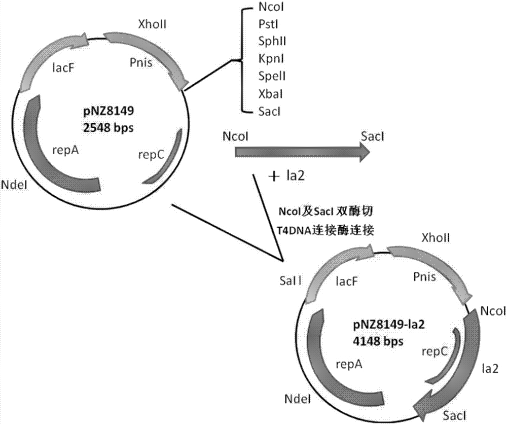 Protective antigen of avibacterium paragallinarum and expression and application of protective antigen