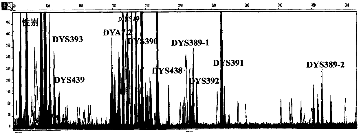 Y-STR locus fluorescent label multiplex amplification system and application thereof