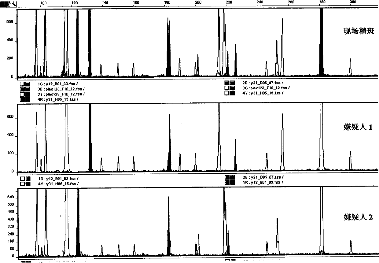 Y-STR locus fluorescent label multiplex amplification system and application thereof