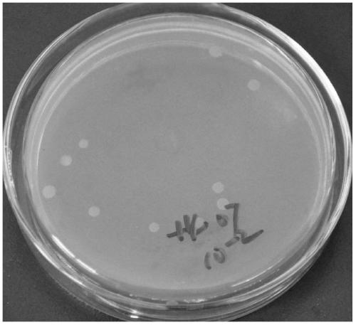 Bacillus altitudinis YLX-5 and its application