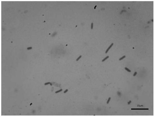 Bacillus altitudinis YLX-5 and its application