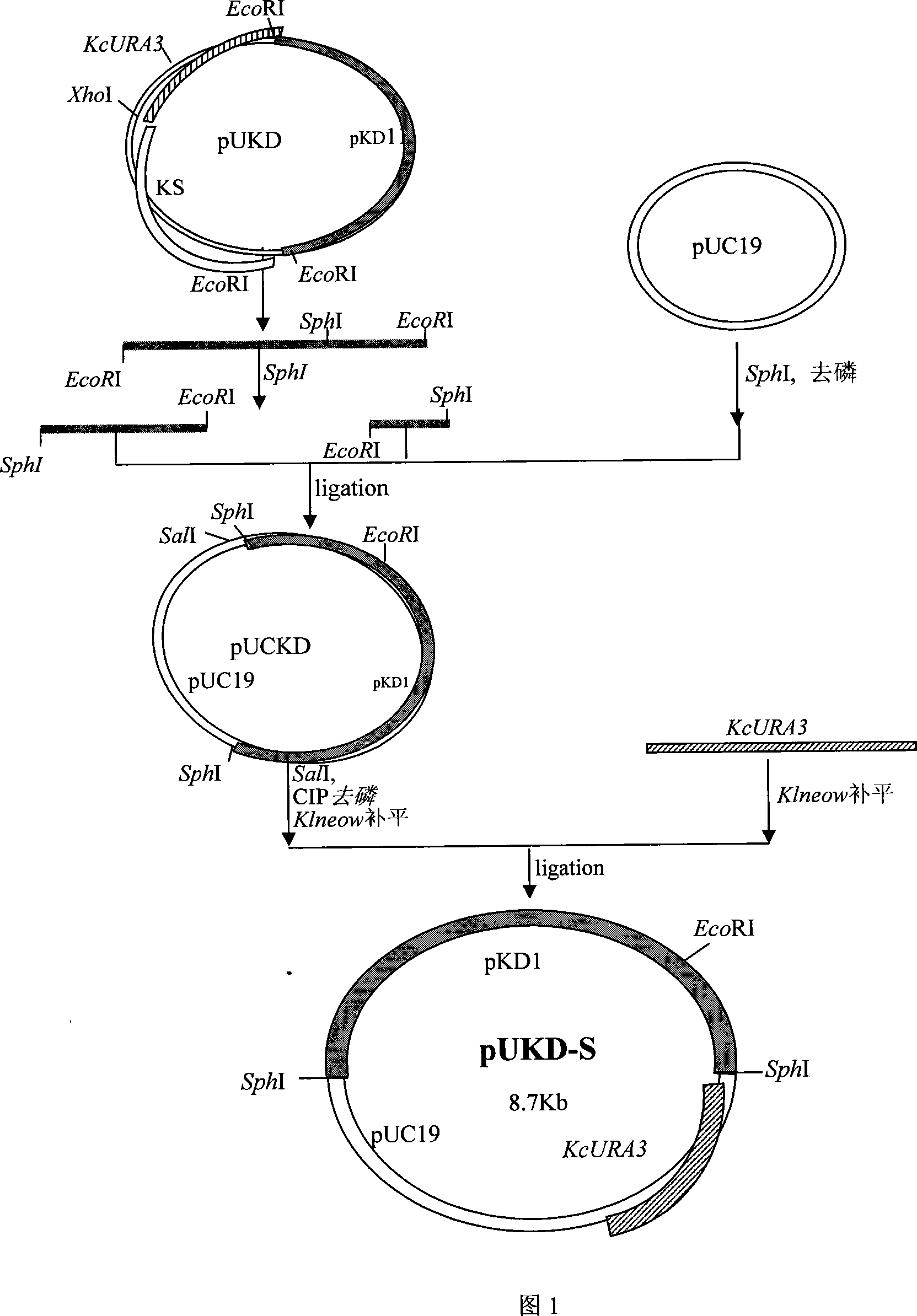 Novel expression enzyme yeast gene engineering system