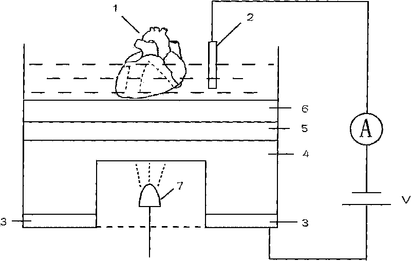 Light-addressable potentiometric sensor for monitoring isolated mouse heart