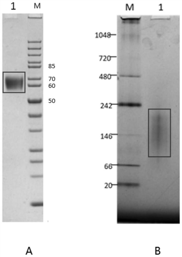 Avian influenza HA-Fd fusion protein, and preparation method and vaccine thereof