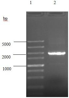 A double gene deletion Salmonella enteritidis, its construction method and a vaccine containing the double gene deletion Salmonella enteritidis