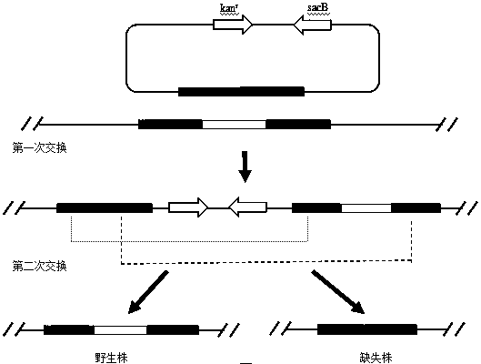 A double gene deletion Salmonella enteritidis, its construction method and a vaccine containing the double gene deletion Salmonella enteritidis