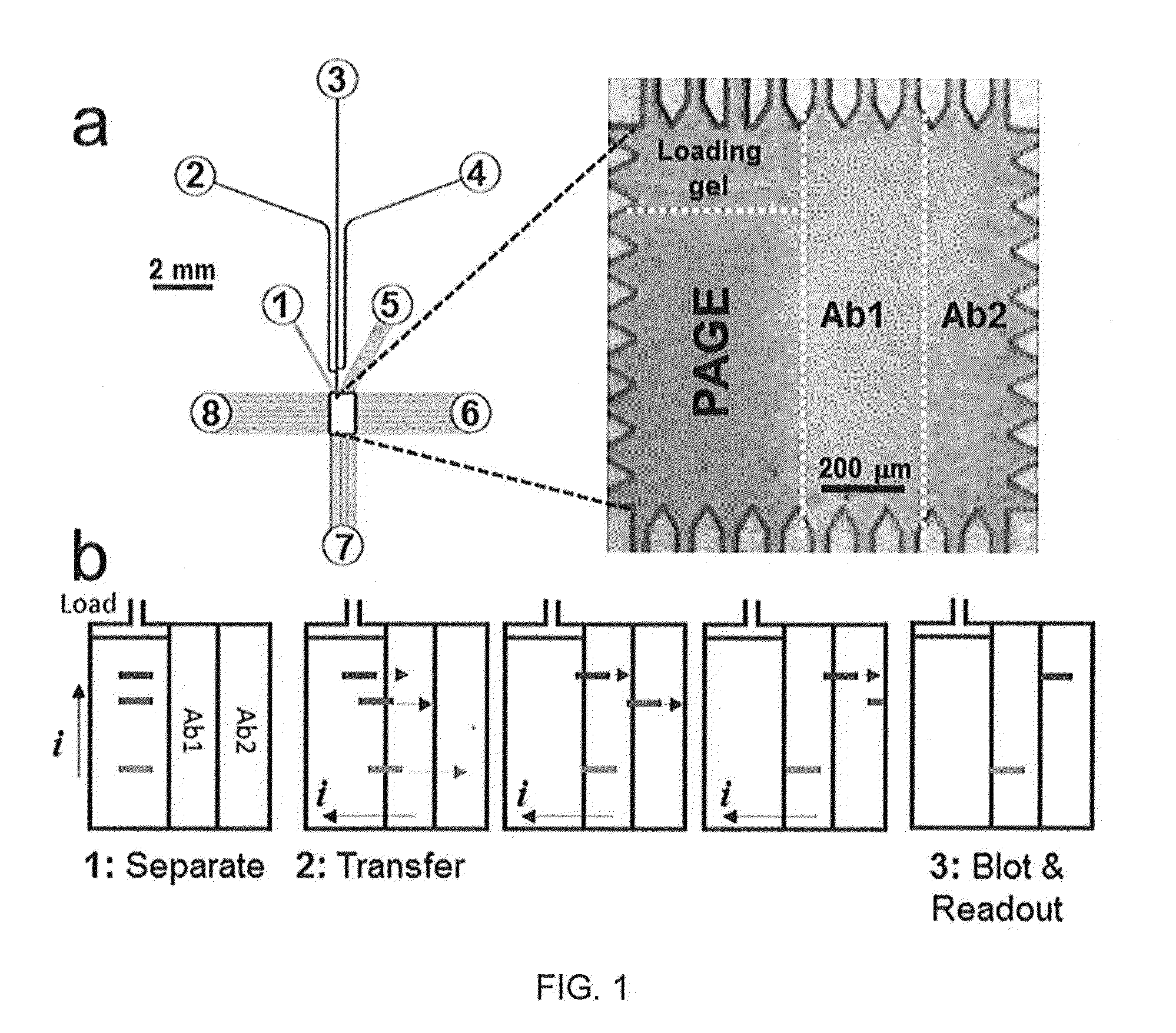 Microfluidic devices and methods for assaying a fluid sample using the same