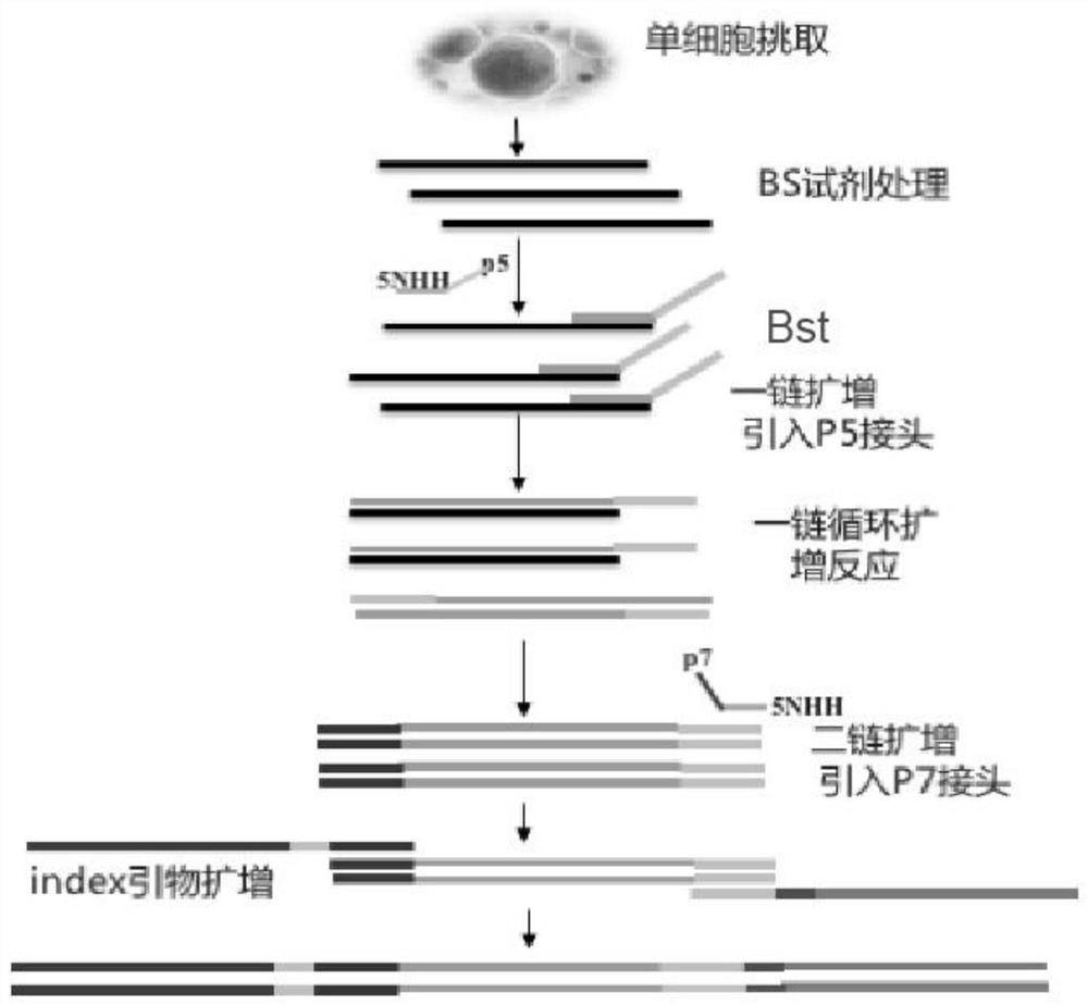 A single-cell methylation sequencing technology and its application