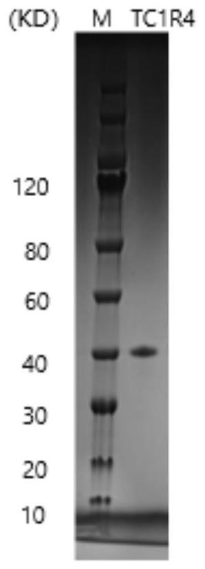 A kind of recombinant type I humanized collagen polypeptide and its preparation method and application