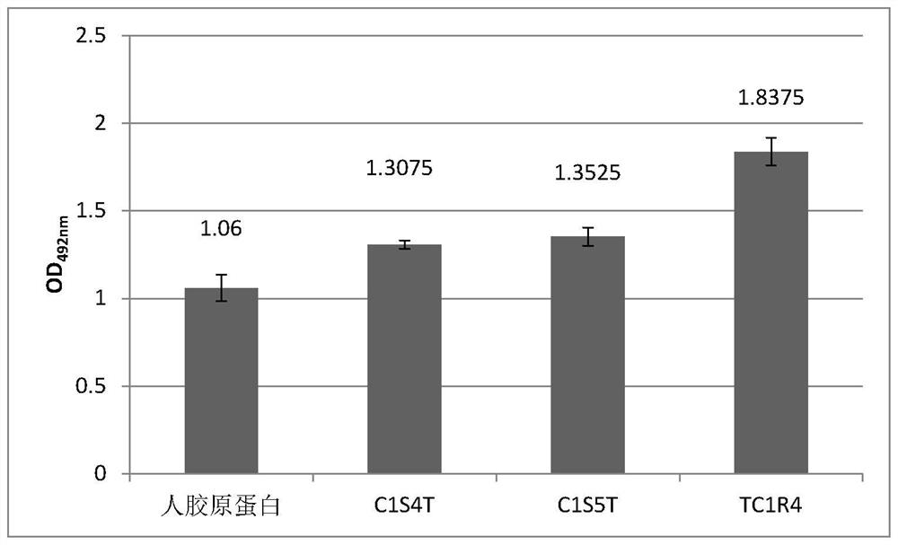 A kind of recombinant type I humanized collagen polypeptide and its preparation method and application