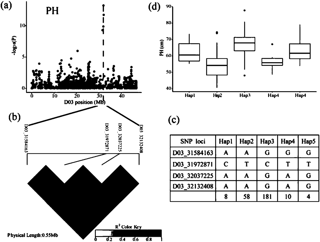 Gene for regulating plant height of Gossypium hirsutum, and application thereof