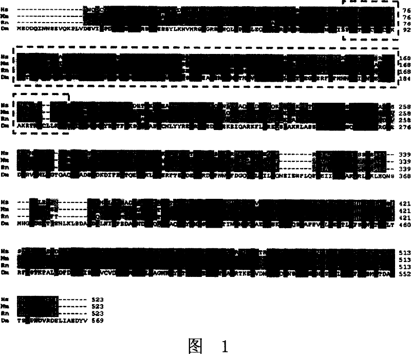 CENP-E combined protein and encoding gene and application