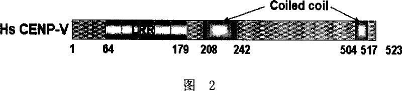 CENP-E combined protein and encoding gene and application