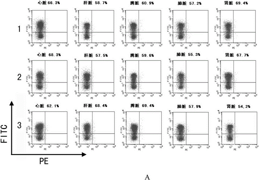 Targeted knockout vector containing CRISPR/Cas9 system and its adenovirus and application