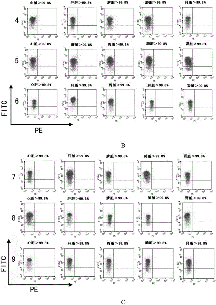 Targeted knockout vector containing CRISPR/Cas9 system and its adenovirus and application