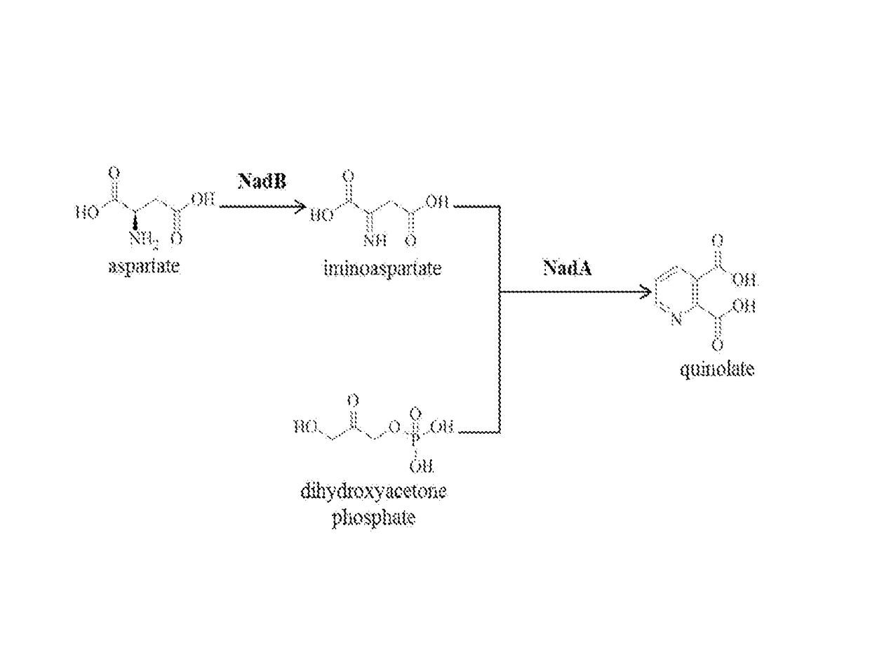 Microbial production of nicotamide riboside