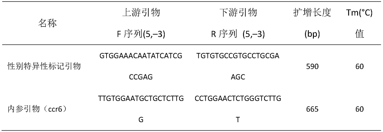 PCR (Polymerase Chain Reaction) amplification primer, method and kit for quickly distinguishing genetic sex of Chinese softshell turtle