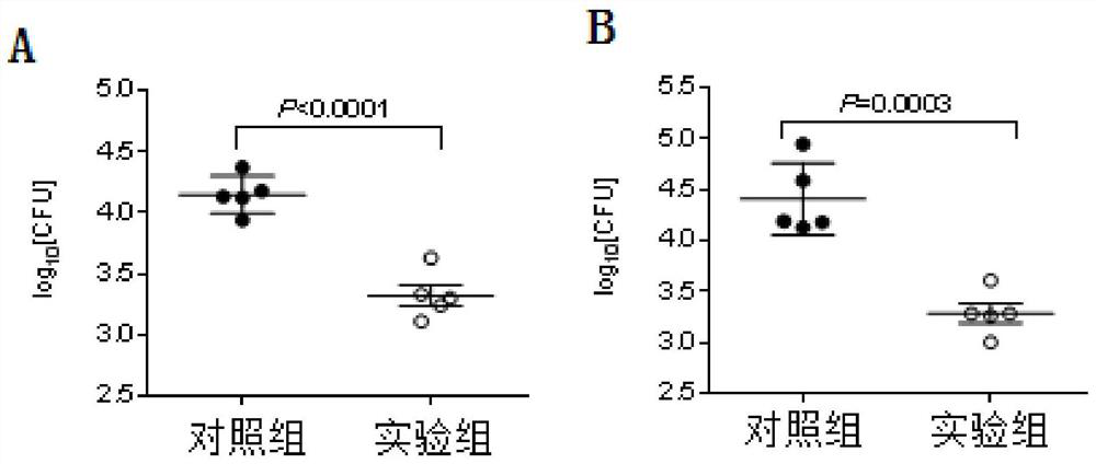 Application of dihydroxybenzamide derivative in preparation of SerC inhibitor and antituberculous drug