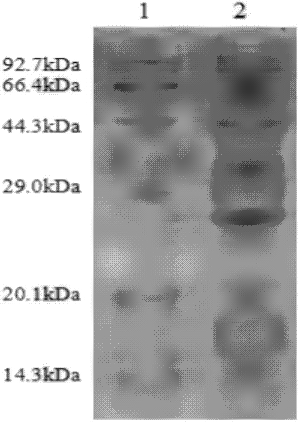 MLH fusion antibacterial peptide, preparation method and application thereof