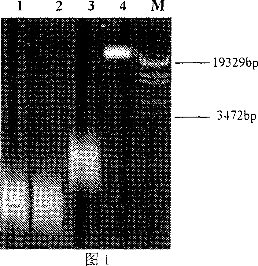 Gene of internal cutting glucanase of Bacillus megatherium and preparation process thereof