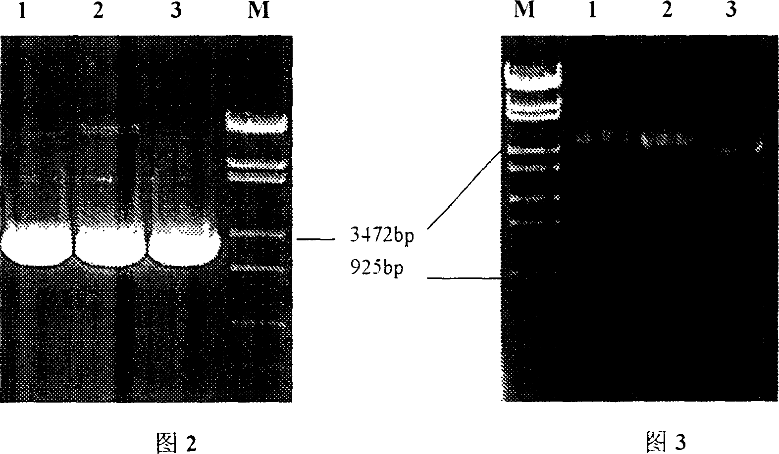 Gene of internal cutting glucanase of Bacillus megatherium and preparation process thereof