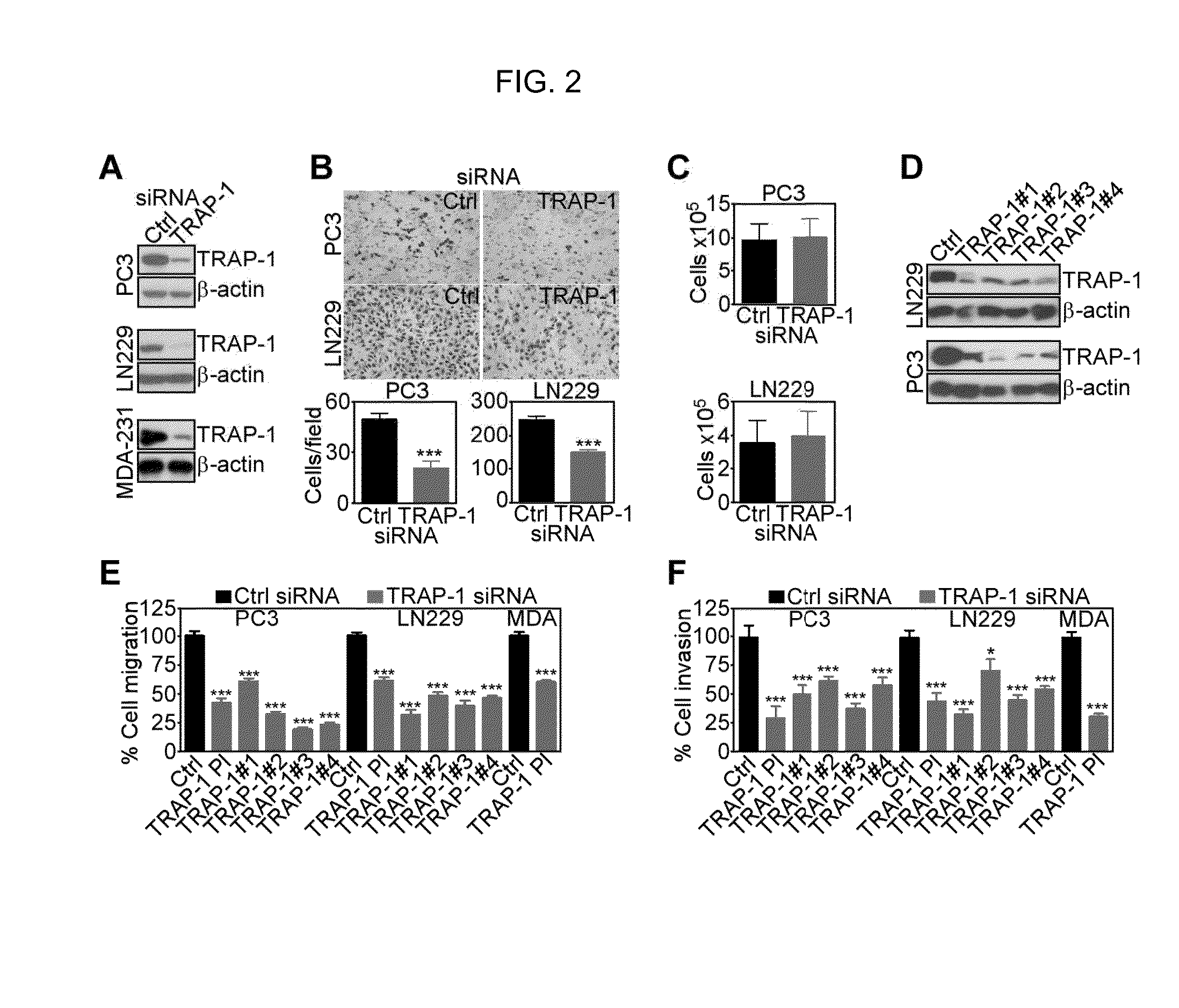 Methods and Compositions for Neoadjuvant Therapy