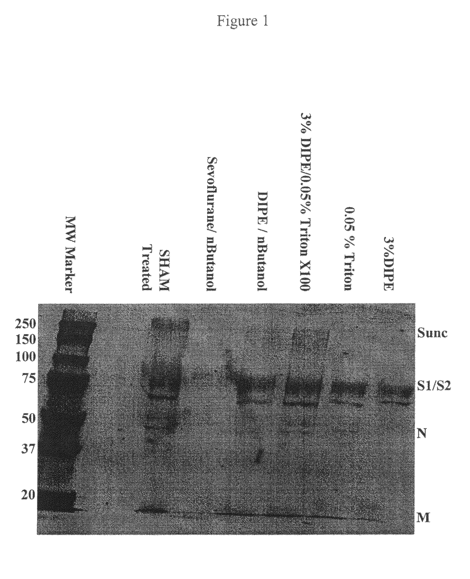 SARS vaccine compositions and methods of making and using them