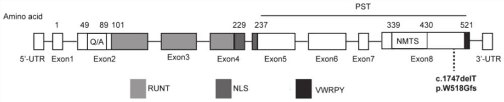 Cranial clavicle dysplasia pathogenic RUNX2 new mutation site gene, polypeptide and application