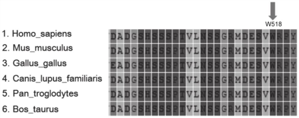 Cranial clavicle dysplasia pathogenic RUNX2 new mutation site gene, polypeptide and application