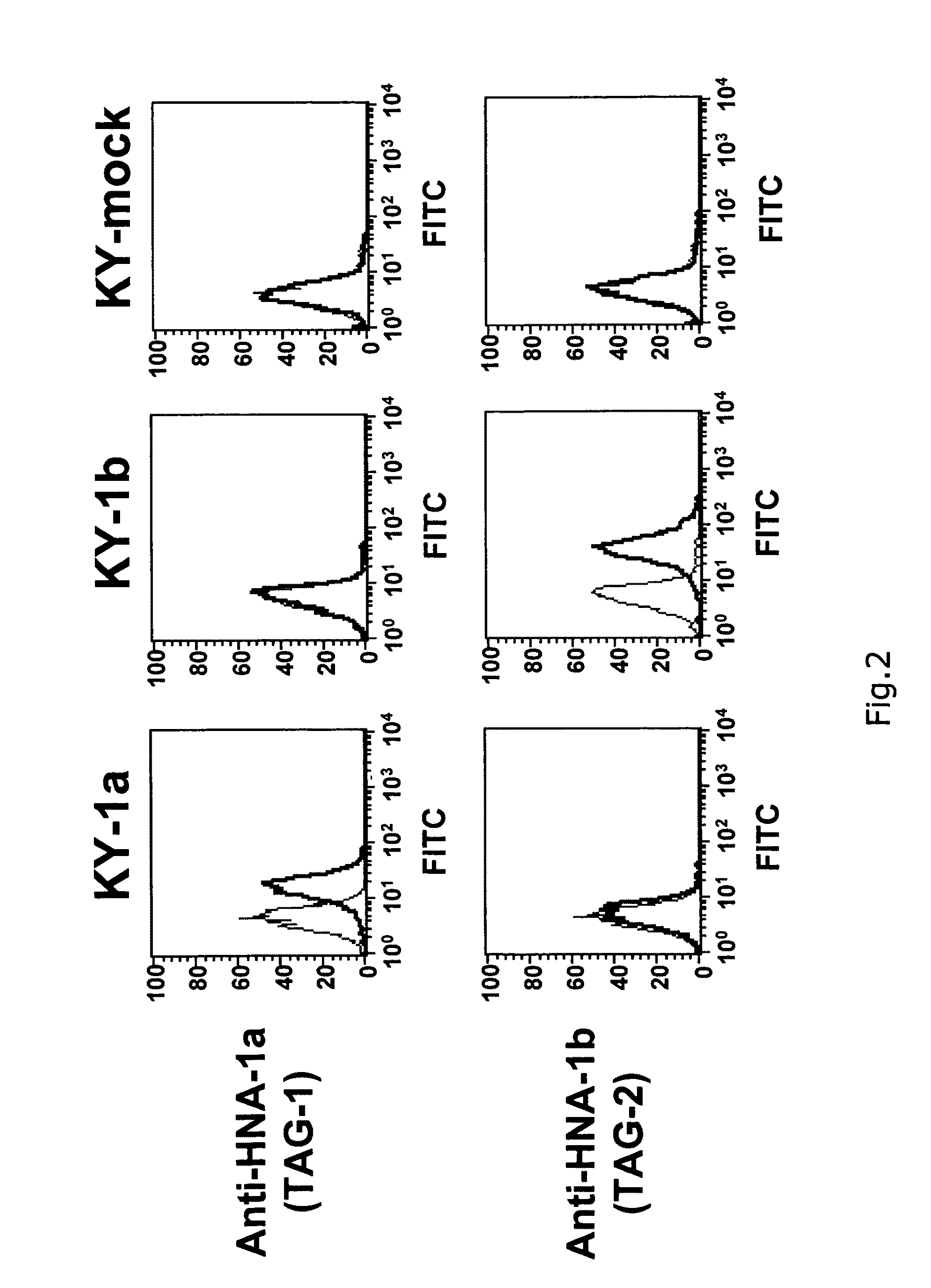 Panel cell used for granulocyte antibody detection